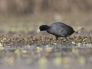 Coot