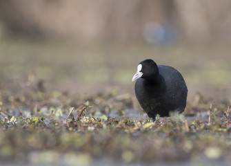 Coot ( Fulica)