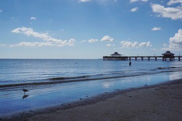 Seevögel in Florida