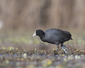 Coot