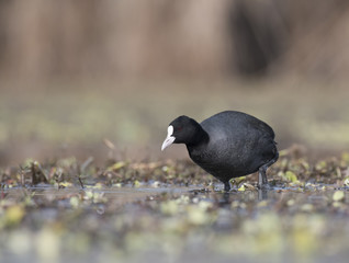 Coot