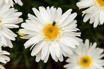 Fototapeta premium White Daisy