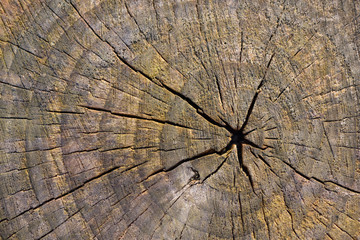 Abstract Background Texture Of Freshly Chainsaw Cut Wood