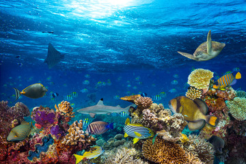 colorful underwater coral reef background with many fishes turtle shark and marine life - obrazy, fototapety, plakaty