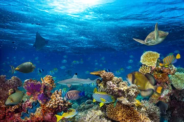 Foto auf Acrylglas bunter Unterwasser-Korallenriff-Hintergrund mit vielen Fischen, Schildkrötenhaien und Meereslebewesen © stockphoto-graf