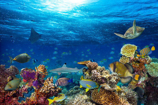 colorful underwater coral reef background with many fishes turtle shark and marine life