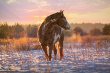 Naklejka premium Red piebald horse runs on snow on sunset background