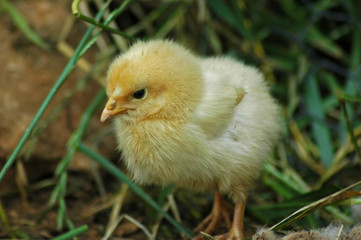 Baby chick