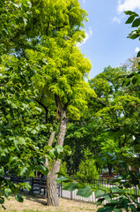Robinia pseudoacacia, or false acacia, or black locust in the Park of Taganrog