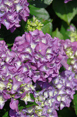 Hortensie lila