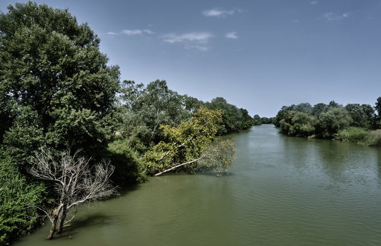 Trees growing along the river Pinios in Greece.