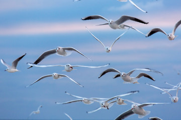 Seagulls fly in air.