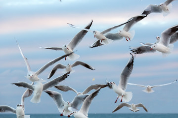 Seagulls fly in air.