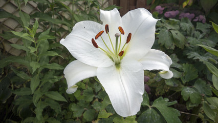 Lys blanc