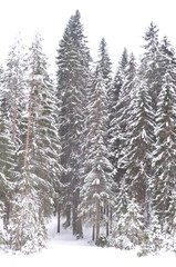 Pine tree forest at winter.