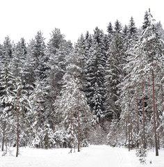 Pine tree forest at winter.