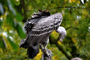 Vulture