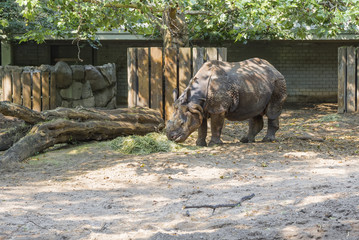 Rhino eating hay