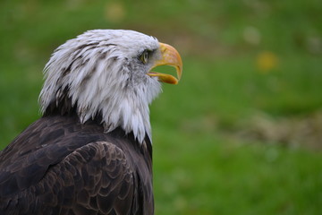 Eagle