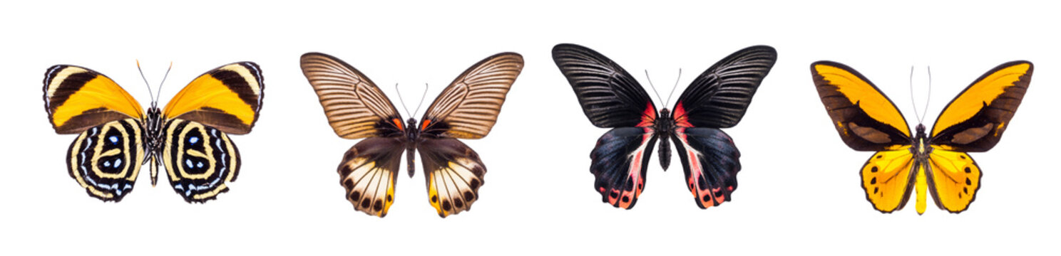 Set of four beautiful and colorful butterflies isolated on white.