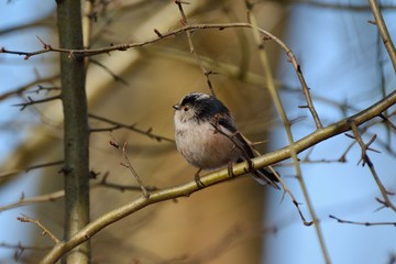 Longtailed tit Aegithalos caudatus