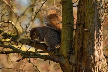  Shy grey squirrel Sciurus carolinensis  hiding in tree branch