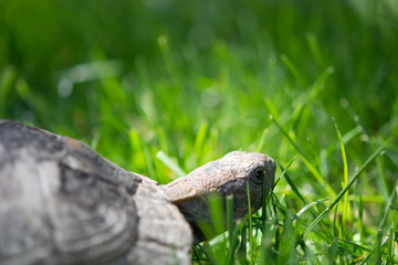 old spur-thighed turtle on the garden . Testudo graeca ibera
