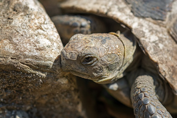 old spur-thighed turtle on the garden . Testudo graeca ibera