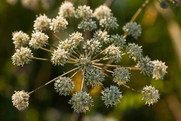 Wild angelica (Angelica sylvestris) plant