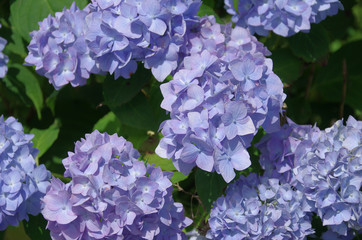 Fototapeta premium Hortensie blau 2