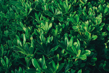 Carpet of first green leaves background in the park
