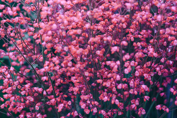 bunch of pink flowers in spring park
