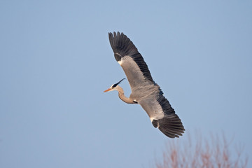 grey heron, ardea cinerea, czech republic