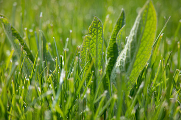 grass macro