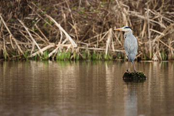 Grey Heron, Ardea cinerea