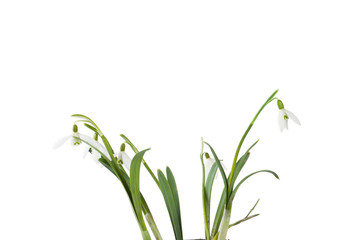 Snowdrop close up on wood desk.