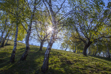 Spring: a field of daffodils whitening green meadows