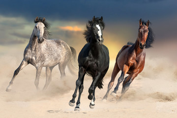 Trois beaux chevaux courent au galop sur la poussière du désert contre le ciel coucher de soleil