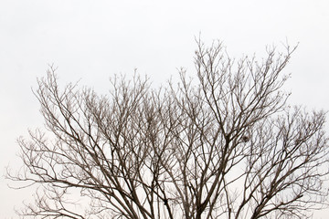 Fototapeta na wymiar branch of treetop and sky ,white background of treetop