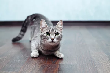 Fototapeten Gray cat on the floor. The concept of pets. © Olha Tsiplyar