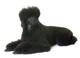 black dwarf poodle