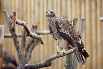 Bird, predator, eagle, flying, eagle eye. Nature. wild nature