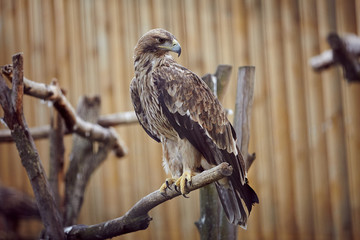 Bird, predator, eagle, flying, eagle eye. Nature. wild nature