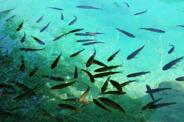 Fototapeta na wymiar Pure clear water with trout fish