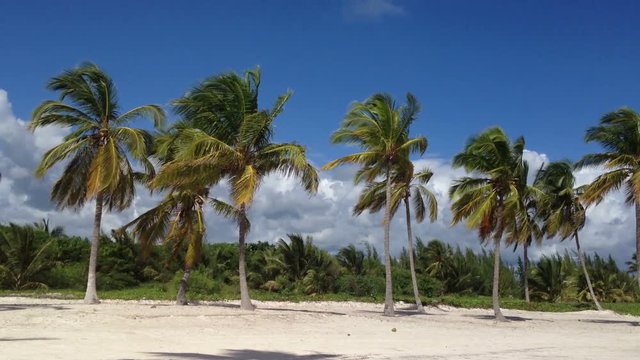 Caribbean beach nature at sunny day