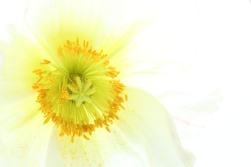 close up of spring flower, corn poppy