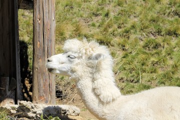  The llama (Lama glama) is a domesticated south american camelid. © marcobir
