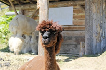  The llama (Lama glama) is a domesticated south american camelid. © marcobir