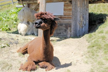  The llama (Lama glama) is a domesticated south american camelid. © marcobir