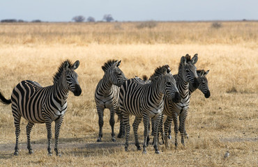 Fototapeta na wymiar A Zeal of Zebra